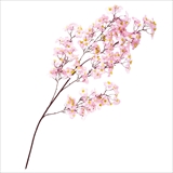 大枝　ｼﾙｸ桜