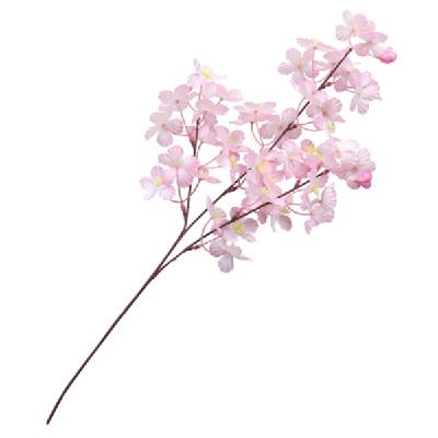 【セット商品】中桜ブランチ36本セット