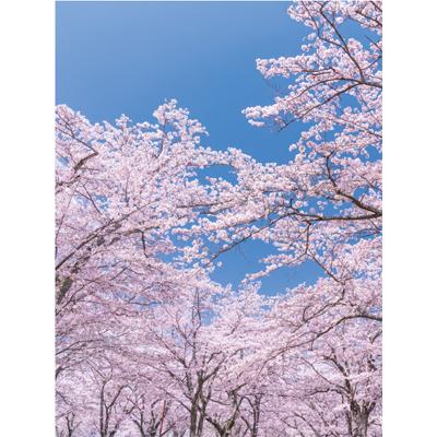 バックスクリーンシート桜