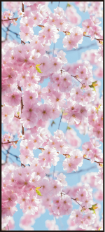 タペストリー 桜