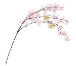 ミニシダレ桜〈24本セット〉